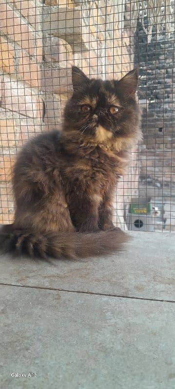 Persian near to peki kitten for sale 4