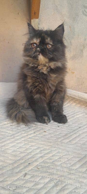 Persian near to peki kitten for sale 5