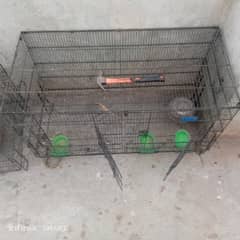 Cage pinjra