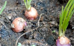 Fresh red Onions