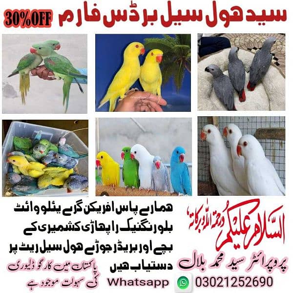 Syed Whol Sale Birds Farm Khairpur Sindh African Gary Raw  Yellow whte 0