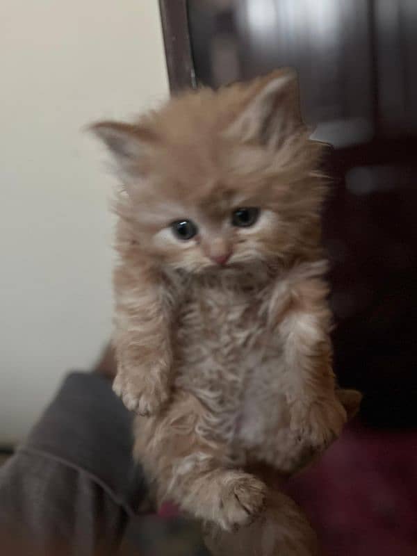 persian kittesn 4