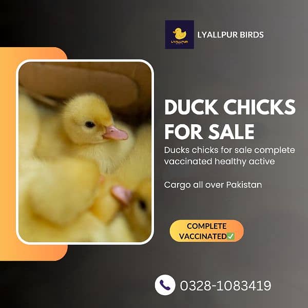 Duck chicks 0