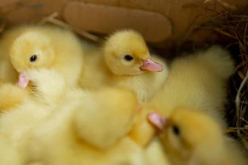 Duck chicks 1