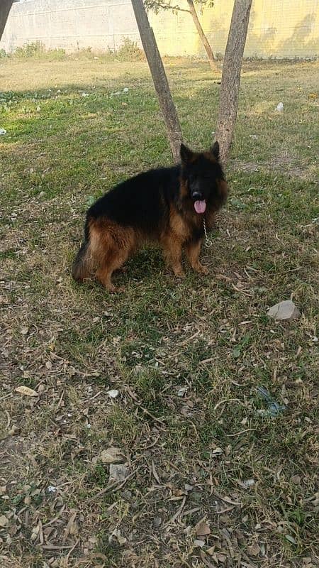 GSD Long Cot imported Blood line Male 1