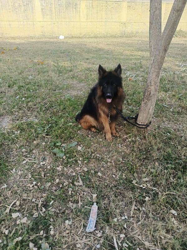 GSD Long Cot imported Blood line Male 2