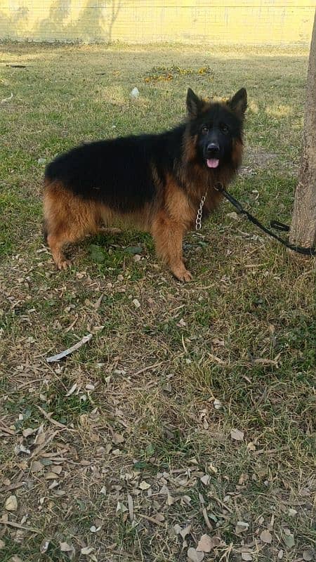 GSD Long Cot imported Blood line Male 3