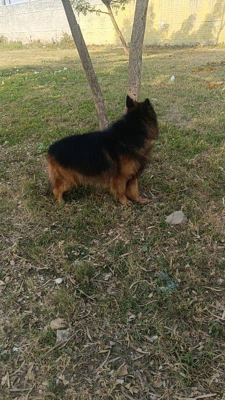 GSD Long Cot imported Blood line Male 4