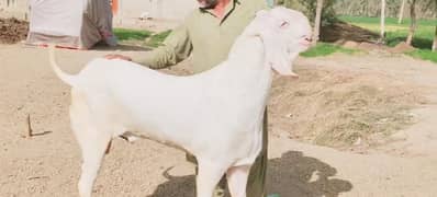 Gulabi bakra for urgent sale call on 0318,4661884