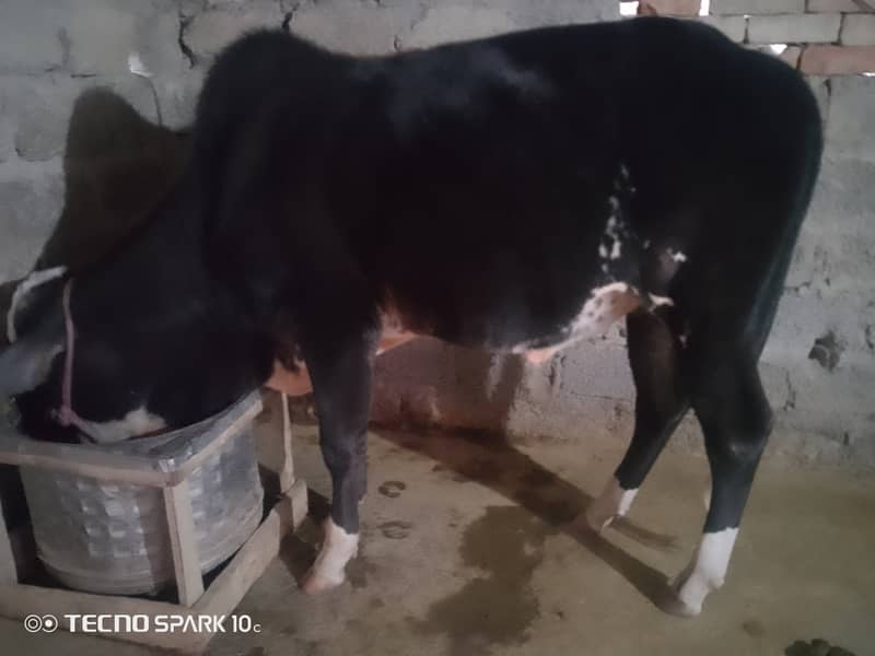 Male Cow for sale 1