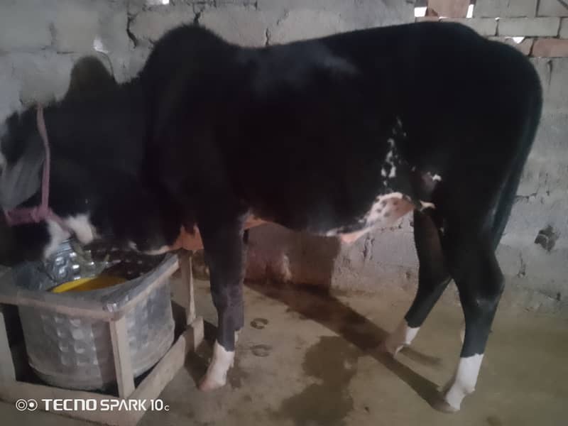 Male Cow for sale 2