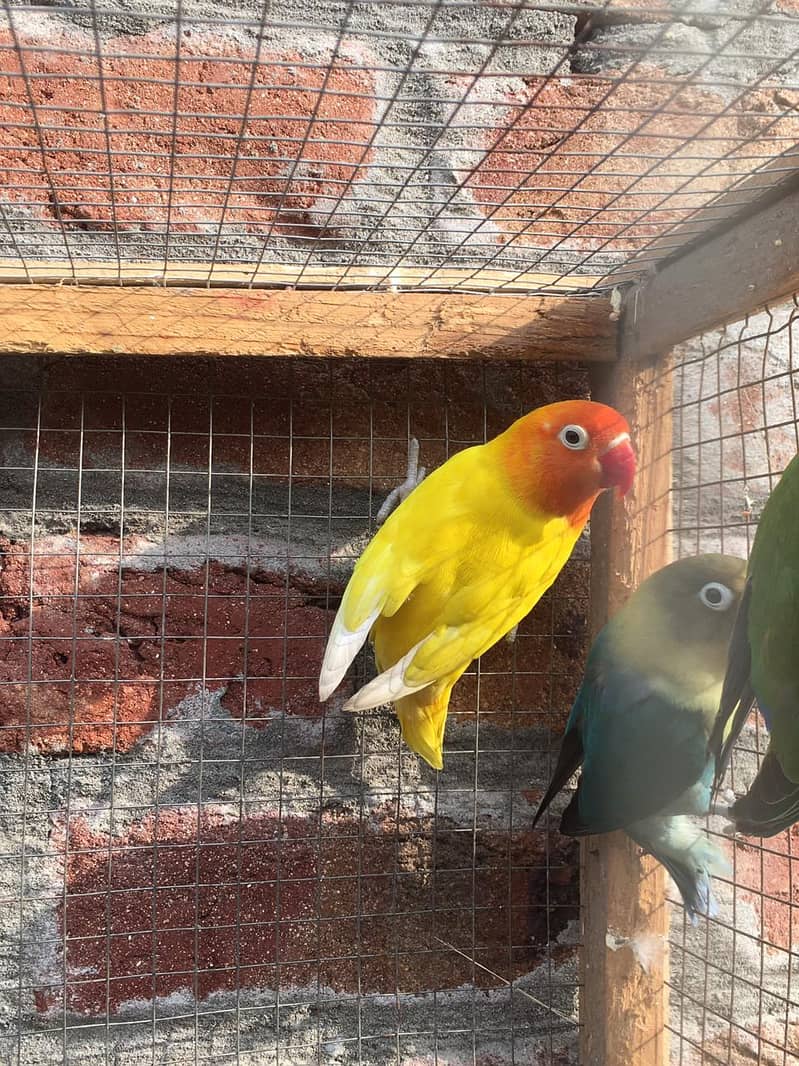 Active breeder piece lovebirds available, hurry up!!! 0