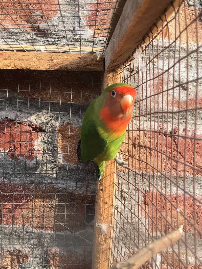 Active breeder piece lovebirds available, hurry up!!! 1