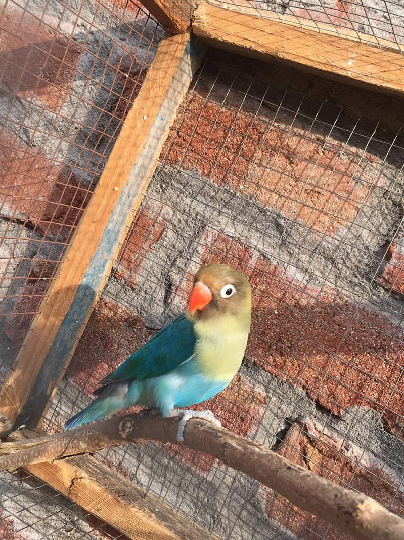 Active breeder piece lovebirds available, hurry up!!! 2