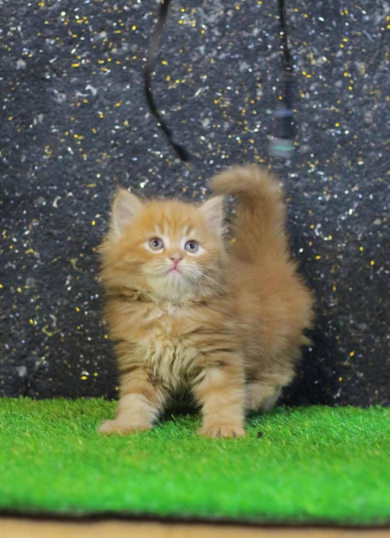 Persian | Tripple Coat | Fluffy | Billi | Cute face | 03054133886 0