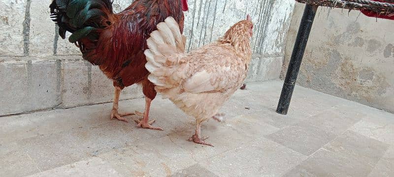 misri pair healthy and active for sale 1