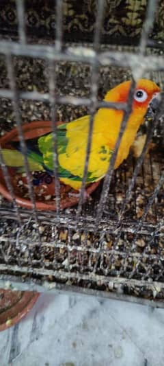 Sun conure