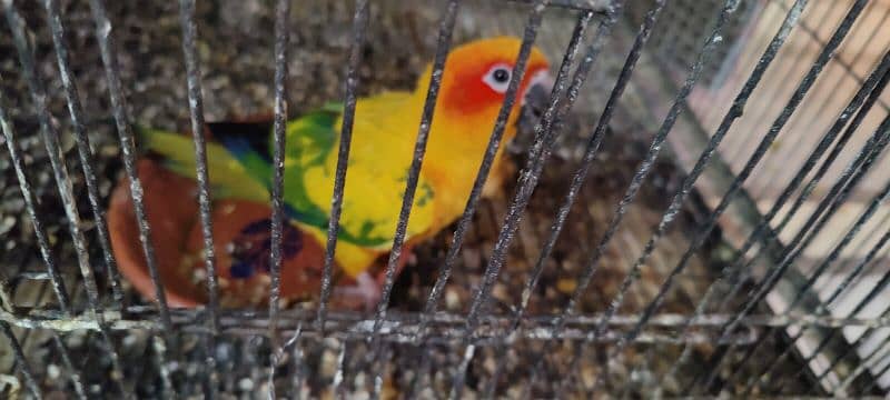 Sun conure 1