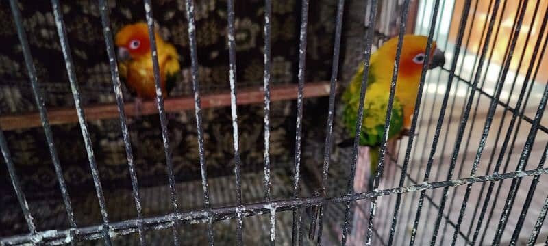 Sun conure 2