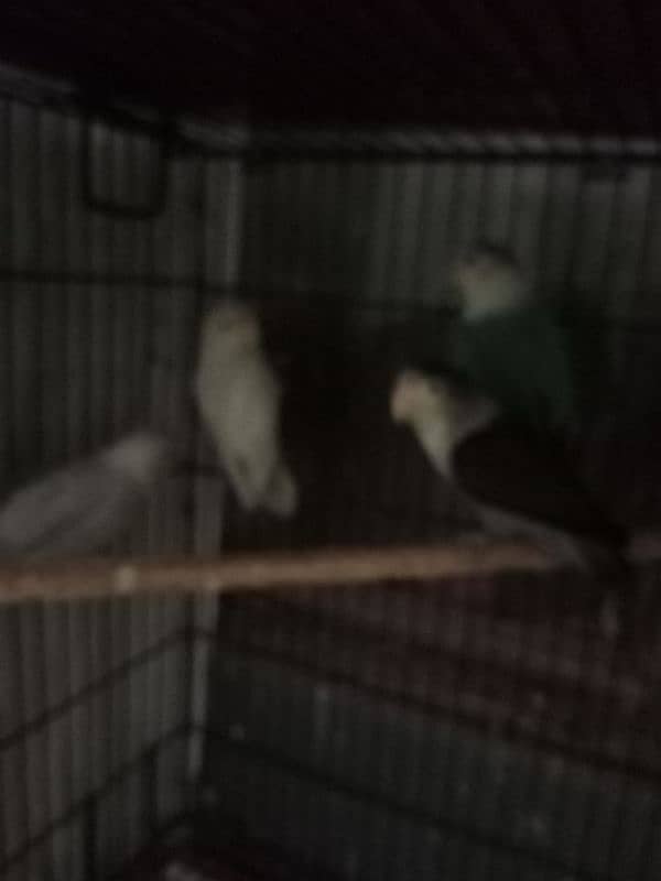 love bird and jawa for sell 2