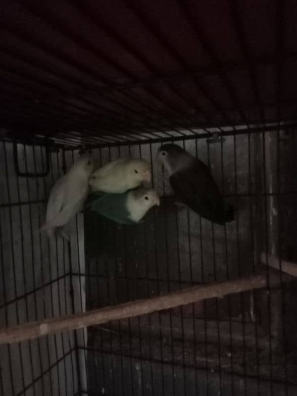 love bird and jawa for sell 4