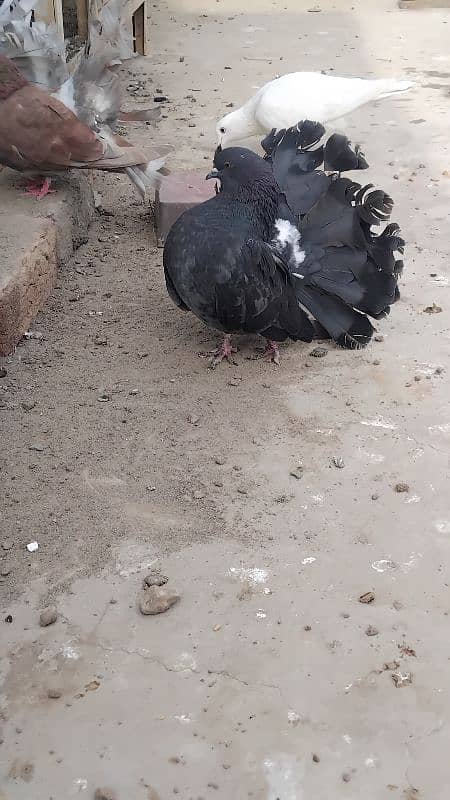 Breeder Fantail Female 2