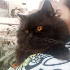 stud male cat for matting