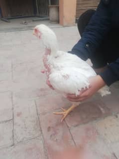 Pure heera 2 female chicks 5 month's phone number 03455571617