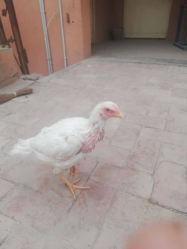 Pure heera 2 female chicks 5 month's phone number 03455571617 1