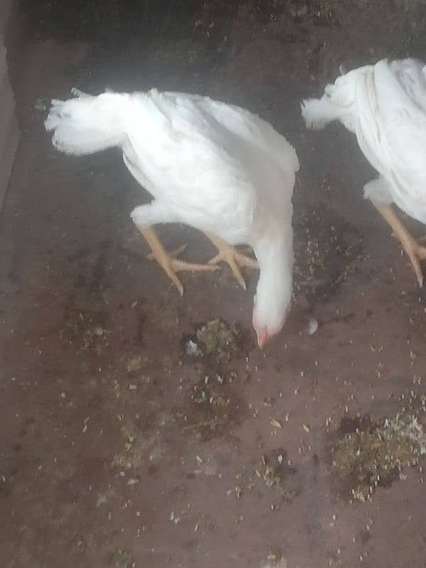 Pure heera 2 female chicks 5 month's phone number 03455571617 2