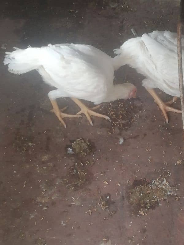 Pure heera 2 female chicks 5 month's phone number 03455571617 3