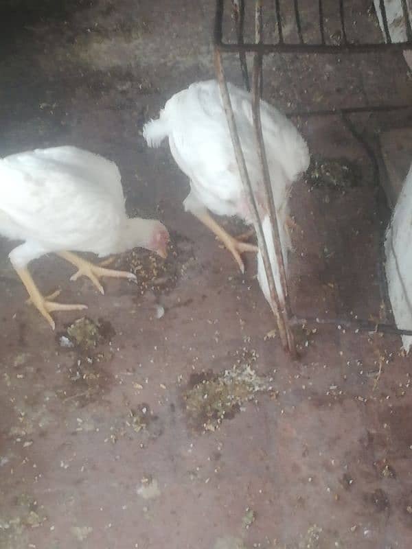 Pure heera 2 female chicks 5 month's phone number 03455571617 4