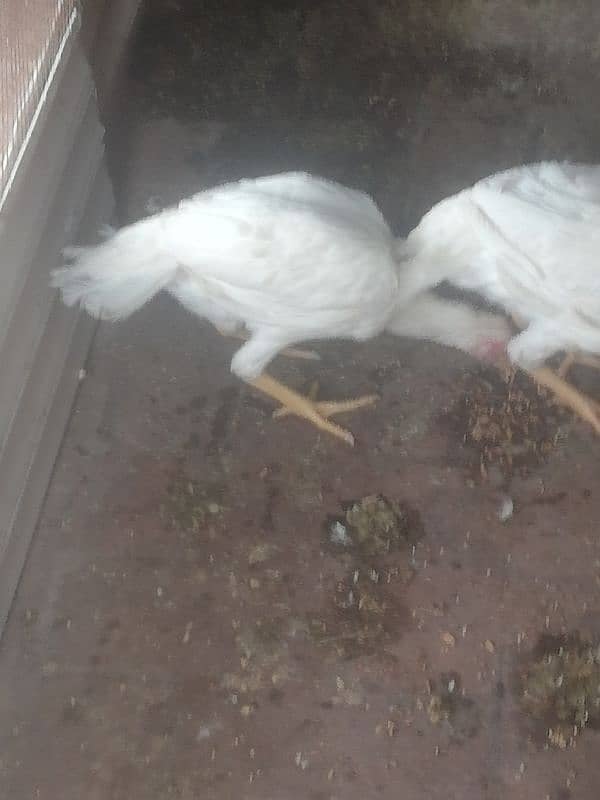 Pure heera 2 female chicks 5 month's phone number 03455571617 5