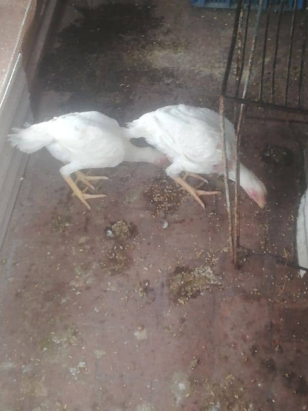 Pure heera 2 female chicks 5 month's phone number 03455571617 6