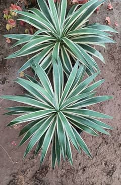 Agave