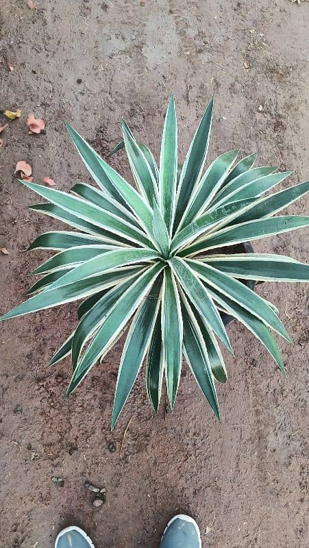 Agave Angustifolia Marginata 1