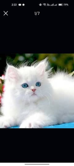 Persian kittens | triple Coated | Punch Face kittens For Sale