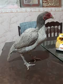 High quality aseel hen.