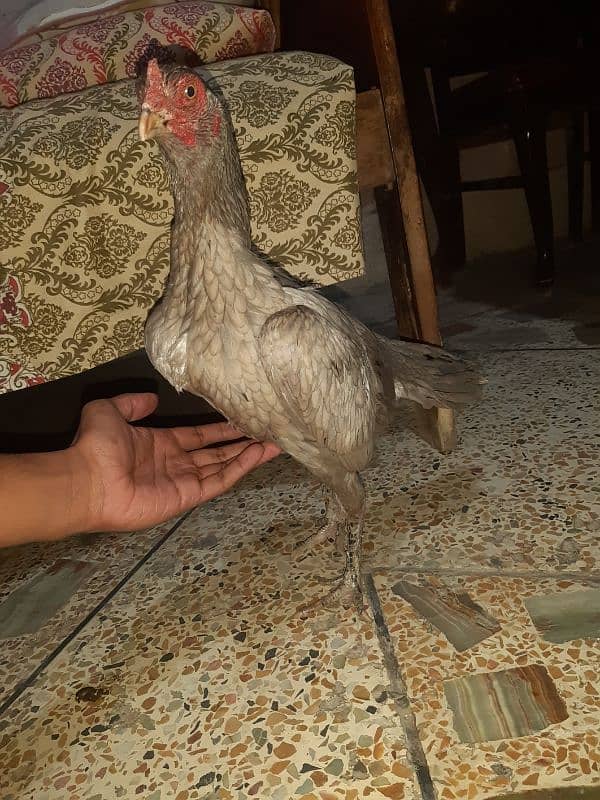 High quality aseel hen. 1