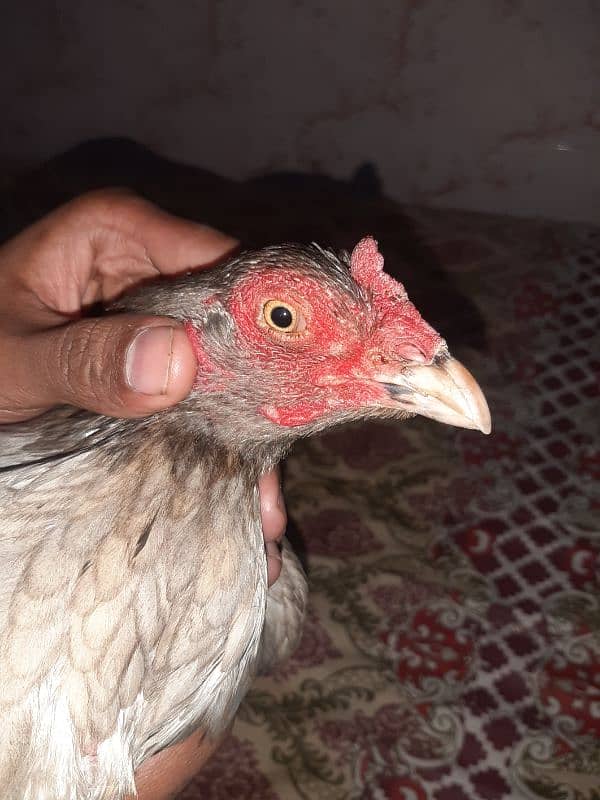 High quality aseel hen. 4