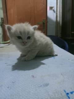 Parisian Kitten For Sale 03054119633