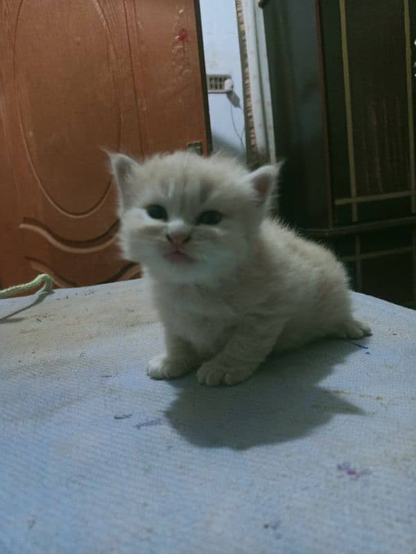 Parisian Kitten For Sale 03054119633 1