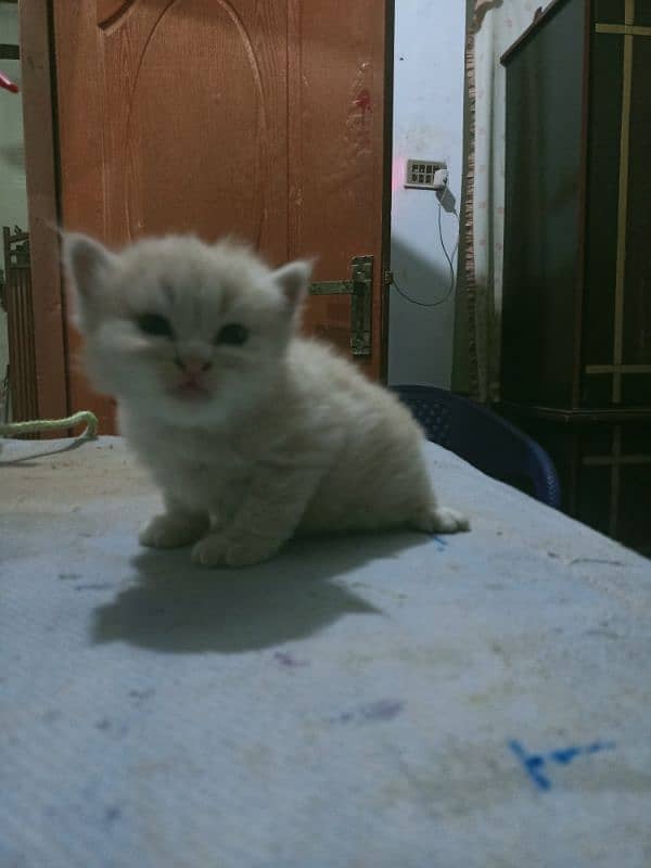 Parisian Kitten For Sale 03054119633 2