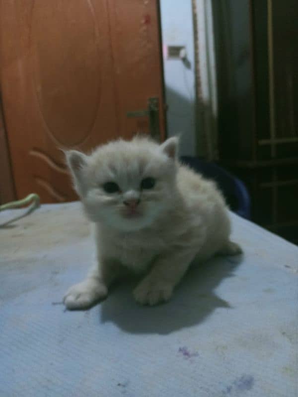 Parisian Kitten For Sale 03054119633 3