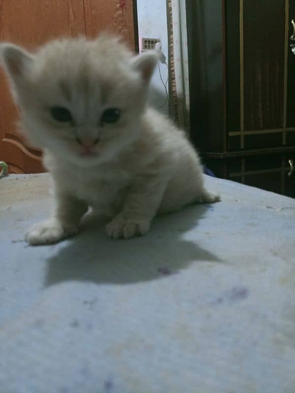 Parisian Kitten For Sale 03054119633 4