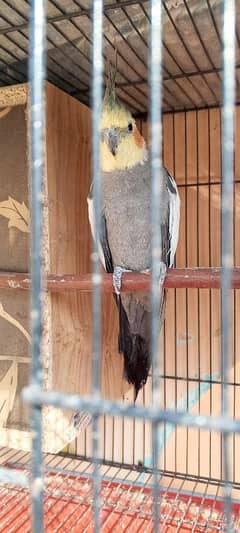 Cockatiel