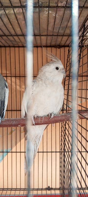 Cockatiel 2