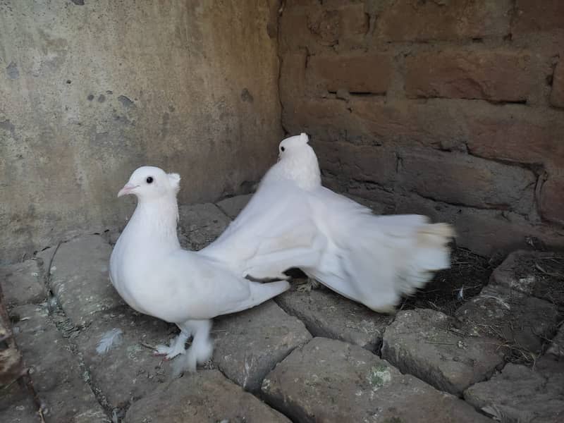 Indian Lakkaye with self chick 2