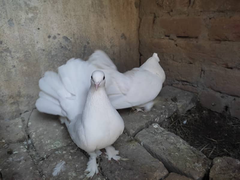 Indian Lakkaye with self chick 3