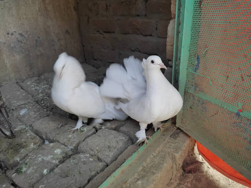 Indian Lakkaye with self chick 6